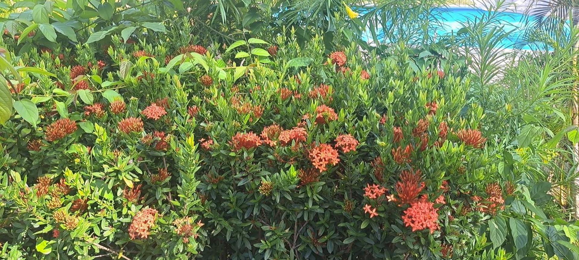 Siam Flora Resort Koh Lanta Bagian luar foto