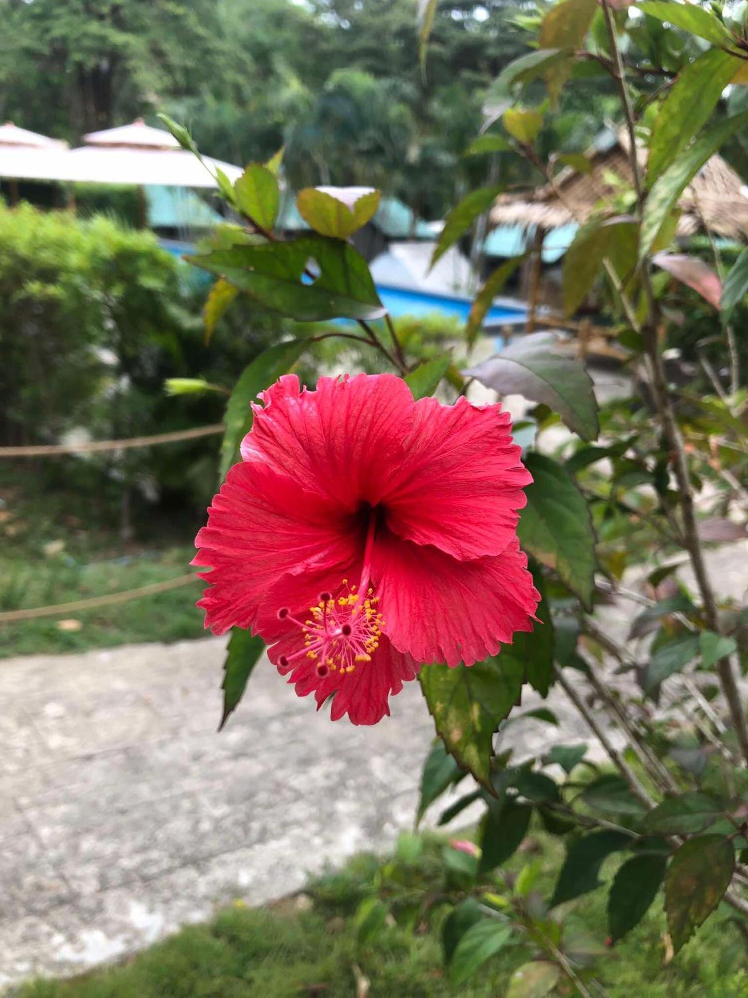 Siam Flora Resort Koh Lanta Bagian luar foto